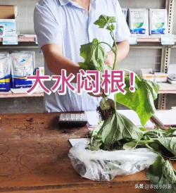 植物萎蔫掉叶无生机？浇水后也不能恢复？可能沤根、闷根、烂根了