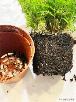 植物萎蔫掉叶无生机？浇水后也不能恢复？可能沤根、闷根、烂根了