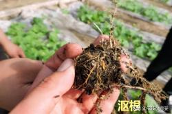 植物萎蔫掉叶无生机？浇水后也不能恢复？可能沤根、闷根、烂根了