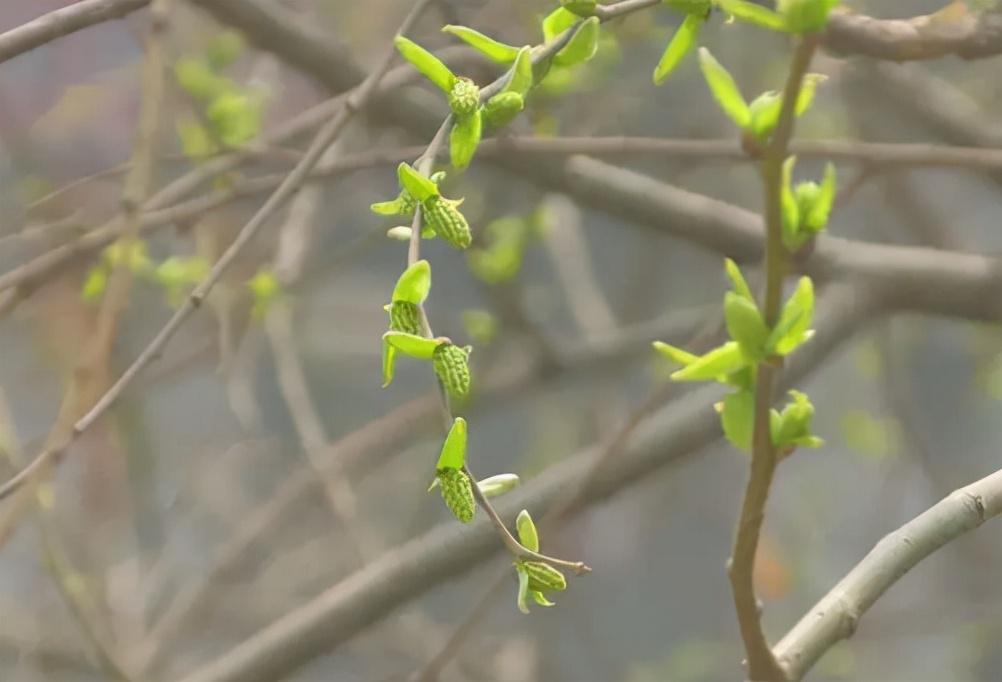 4种七八十年代充饥吃的野菜，都长在树上，“忆苦思甜”就吃它们