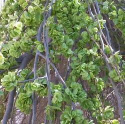 4种七八十年代充饥吃的野菜，都长在树上，“忆苦思甜”就吃它们