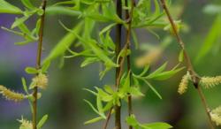 带你认识农村10种有代表性的野菜，附图片和吃法，遇到请重视起来