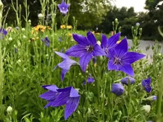 桔梗，因其根结实耿直而得名，根好吃，花好看，也叫“永恒的爱”