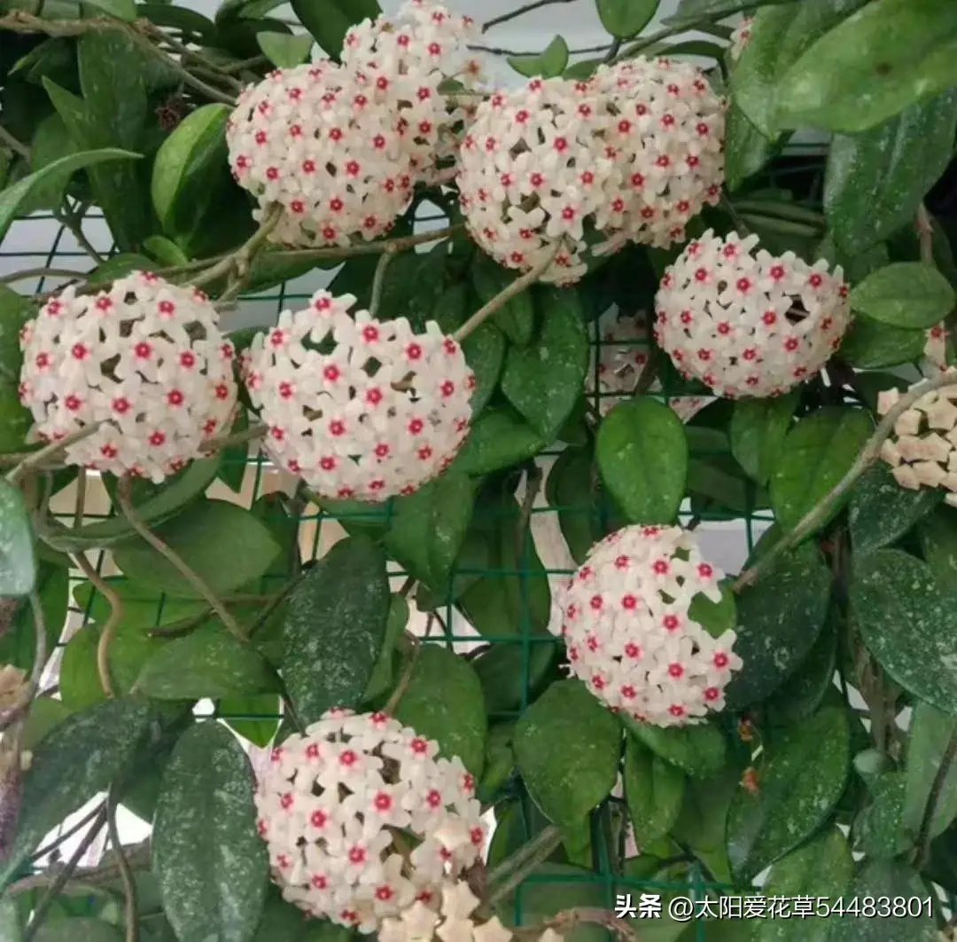 这5种花，不用晒阳光，都是“耐阴花”，天热环境阴凉猛开花