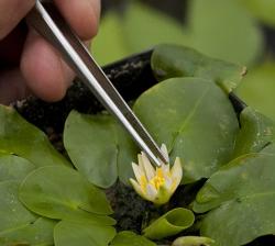 这些“水生植物之最”你知道吗？