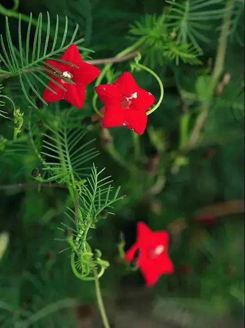 25种爬藤植物，花开便成瀑布，喜欢花卉的一定要养几种