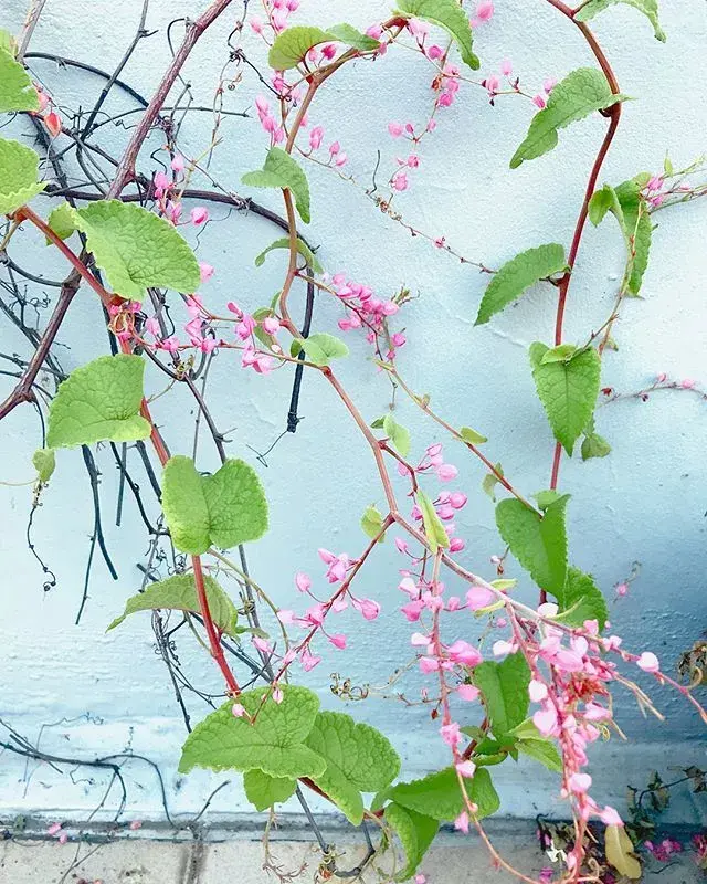 25种爬藤植物，花开便成瀑布，喜欢花卉的一定要养几种