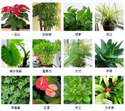 100种常见观叶植物，你都认识吗？