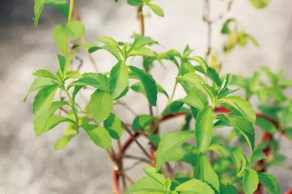 楼顶上栽种8种蔬菜，春节的餐桌上就变得完美、圆满