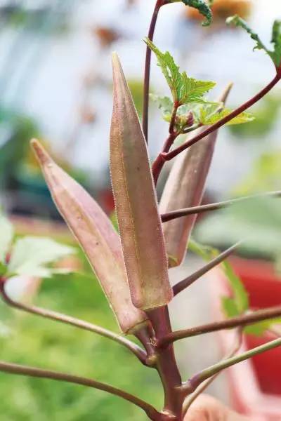 楼顶上栽种8种蔬菜，春节的餐桌上就变得完美、圆满