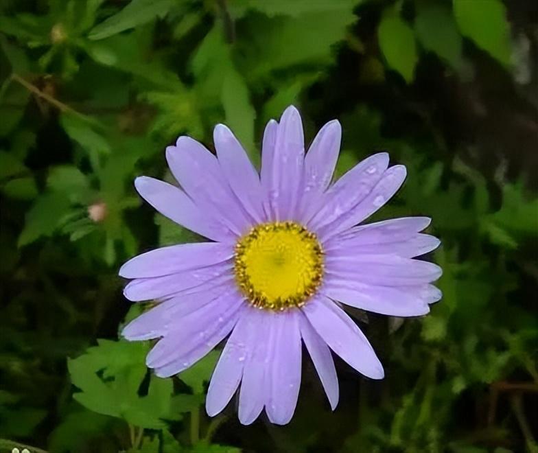 「中医药科普」最美人间四月天-中药花草知多少