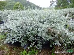 国内最流行的66种花境植物，收好咯