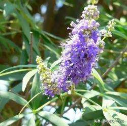 国内最流行的66种花境植物，收好咯