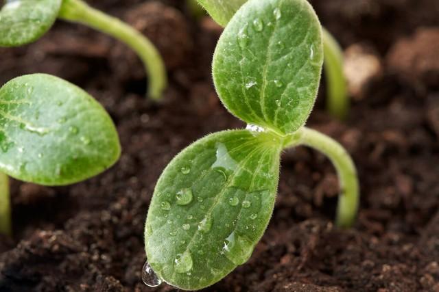 两个播种方法三个种植技巧，让您种的菜出苗齐、长势好