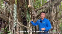 植物杀手还是生命之桥？榕树为什么会“独木成林”