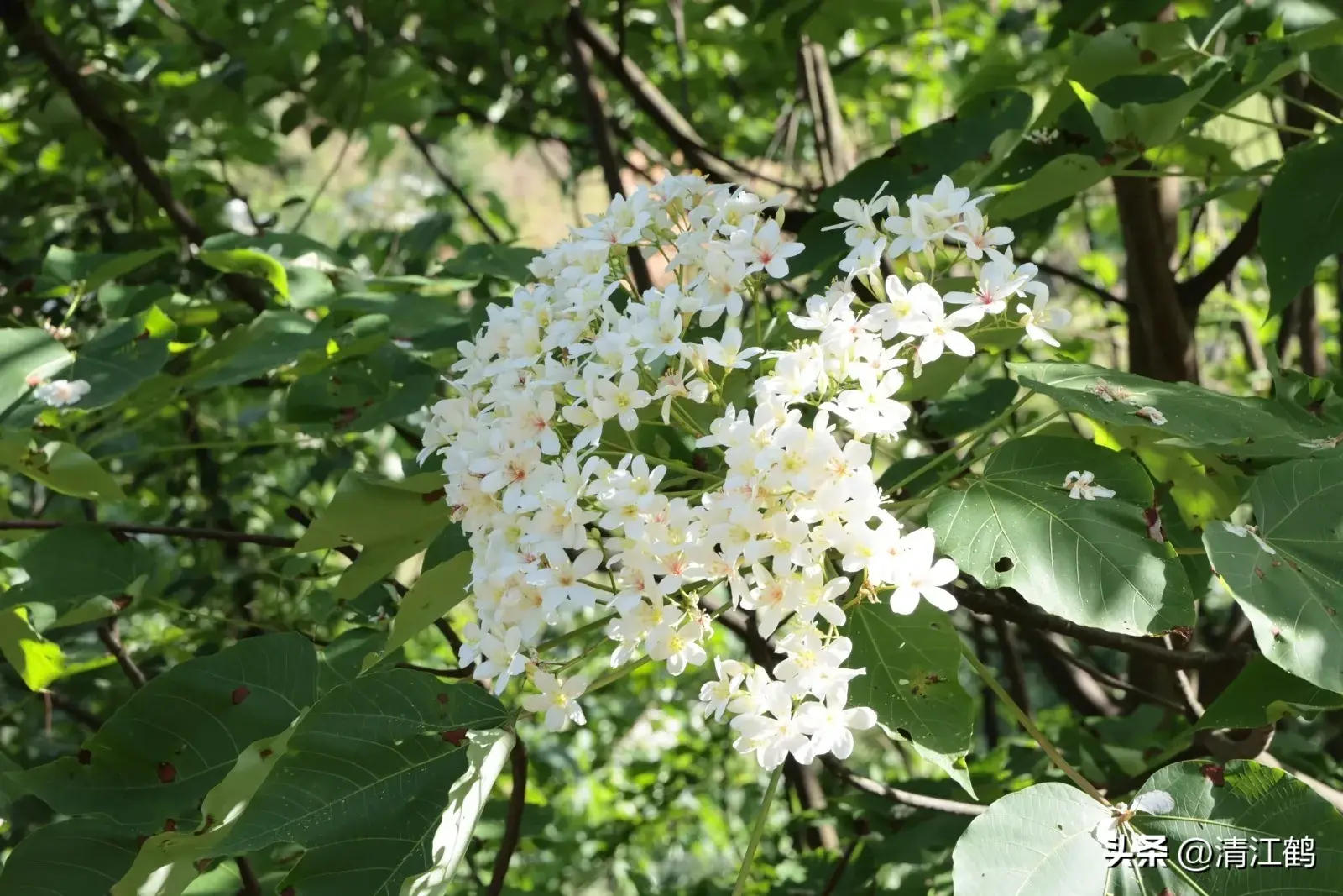 木油桐≠油桐，是既有“颜值”又“富得流油”的植物，你分得清吗