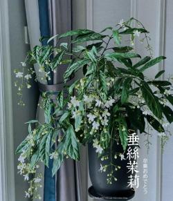 阳台盆栽“新宠”—白玉蝴蝶，花似蝴蝶，香如茉莉，三季有花开