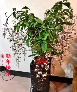 阳台盆栽“新宠”—白玉蝴蝶，花似蝴蝶，香如茉莉，三季有花开