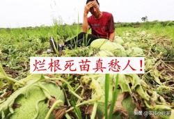 植物根腐病：地下烂根、地上萎枯！这种病害怎么判断、怎么防治？