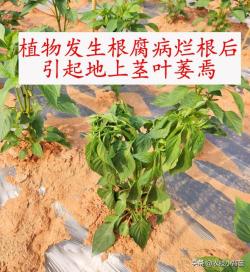 植物根腐病：地下烂根、地上萎枯！这种病害怎么判断、怎么防治？