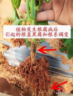 植物根腐病：地下烂根、地上萎枯！这种病害怎么判断、怎么防治？