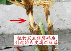 植物根腐病：地下烂根、地上萎枯！这种病害怎么判断、怎么防治？