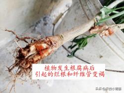 植物根腐病：地下烂根、地上萎枯！这种病害怎么判断、怎么防治？