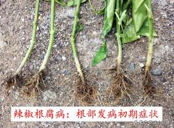 植物根腐病：地下烂根、地上萎枯！这种病害怎么判断、怎么防治？