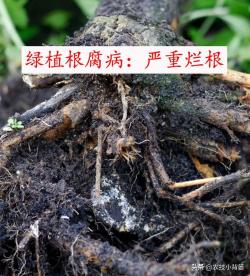 植物根腐病：地下烂根、地上萎枯！这种病害怎么判断、怎么防治？