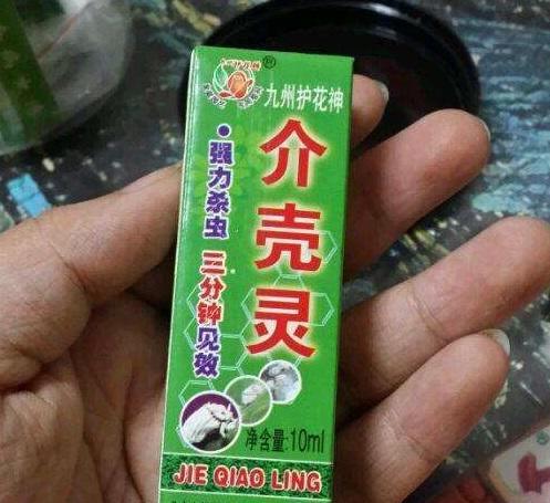 多肉招来的虫子这样灭，几种药喷一喷，几天虫子都消失