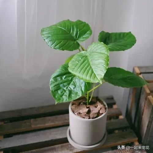 夏天5种植物进入生长关键期，水肥充足长势旺，你养过几种？