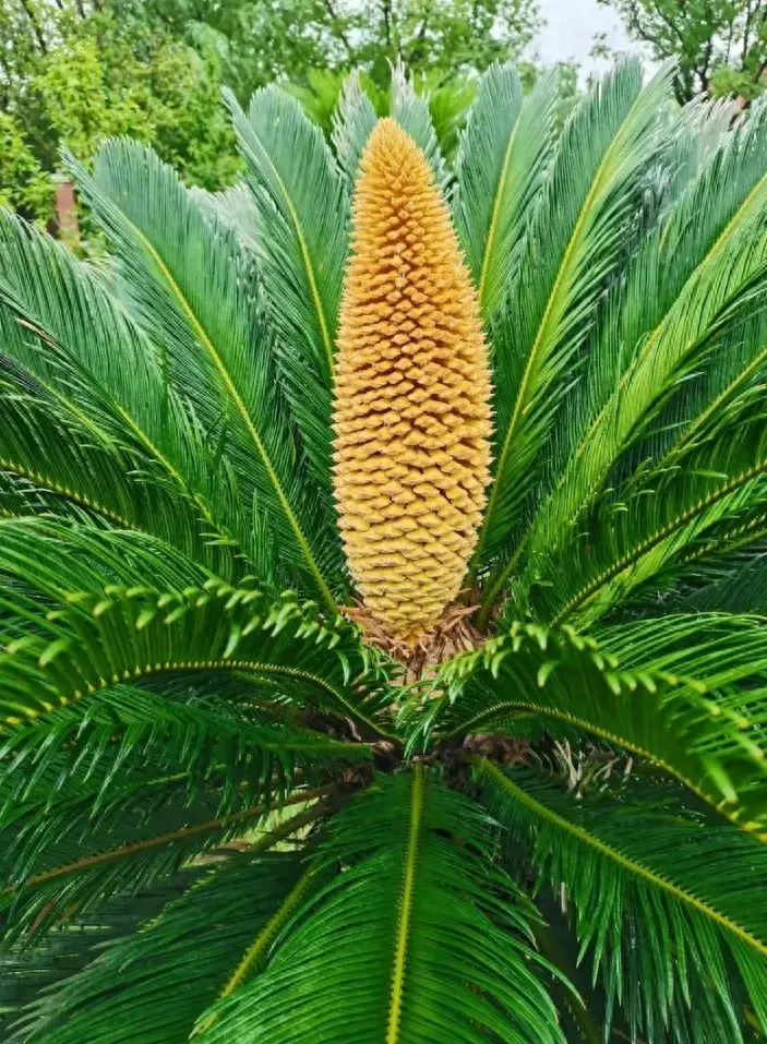 铁树，学名为Cycas，是裸子植物门铁树科的一类植物