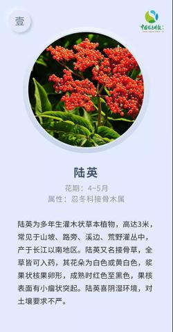 林草科普-这些高山花卉，是普达措国家公园闪亮的星辰