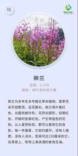 林草科普-这些高山花卉，是普达措国家公园闪亮的星辰