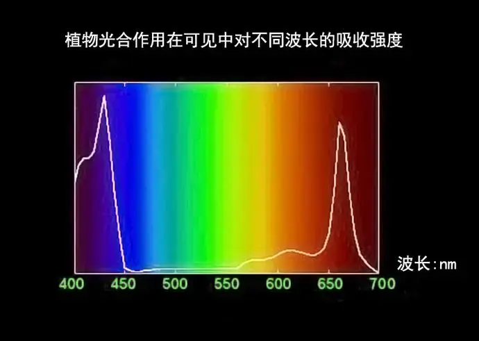 植物生长需要光照，月亮能让植物进行光合作用吗？