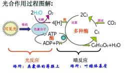  植物必须要通过太阳光合作用吗？月亮的光可不可以？