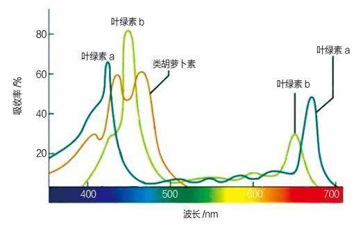  植物必须要通过太阳光合作用吗？月亮的光可不可以？