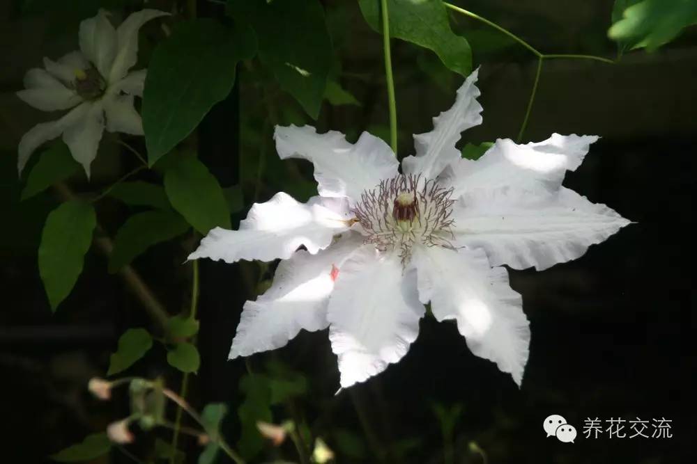 作为藤本花卉皇后，养爬藤植物为啥不选它？