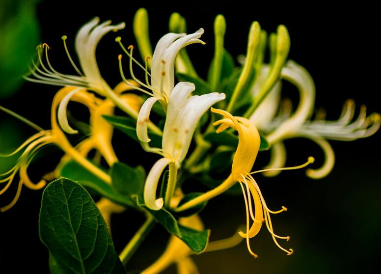 夏季常见的4种“爬藤花”，花俏叶美，有院子的别错过