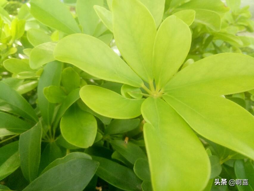 翠绿色，光亮，形似鹅掌，园林赏叶景观植物-鹅掌藤