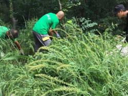 豚草：酷似艾草，1株产籽10万粒，常造成农作物撂荒，见到要铲除