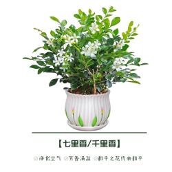 推荐8种驱蚊绿植，夏天减少蚊虫叮咬