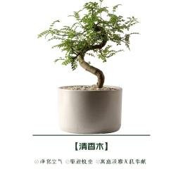 推荐8种驱蚊绿植，夏天减少蚊虫叮咬