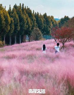 打卡秋季限时浪漫！被重庆这些粉黛花海“圈粉”了