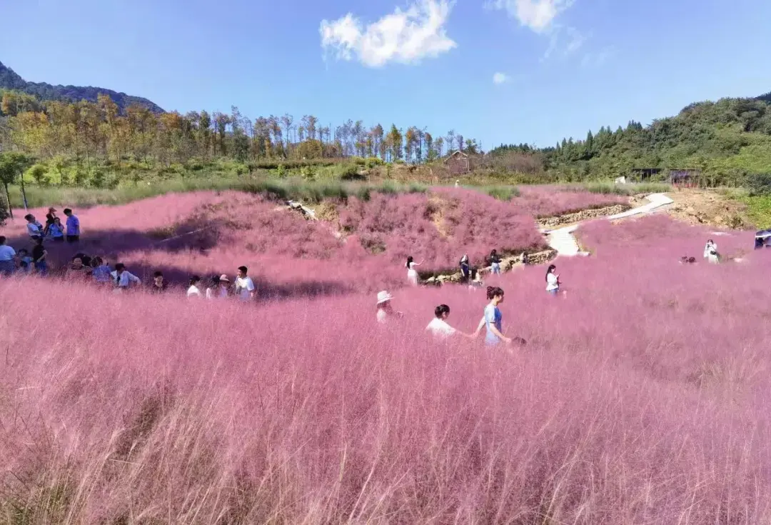 打卡秋季限时浪漫！被重庆这些粉黛花海“圈粉”了