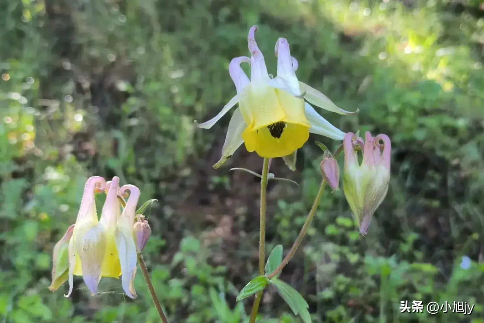 辽宁野生花草集 ㈢｜世界很奇妙，来看看这70种有趣的野生花草