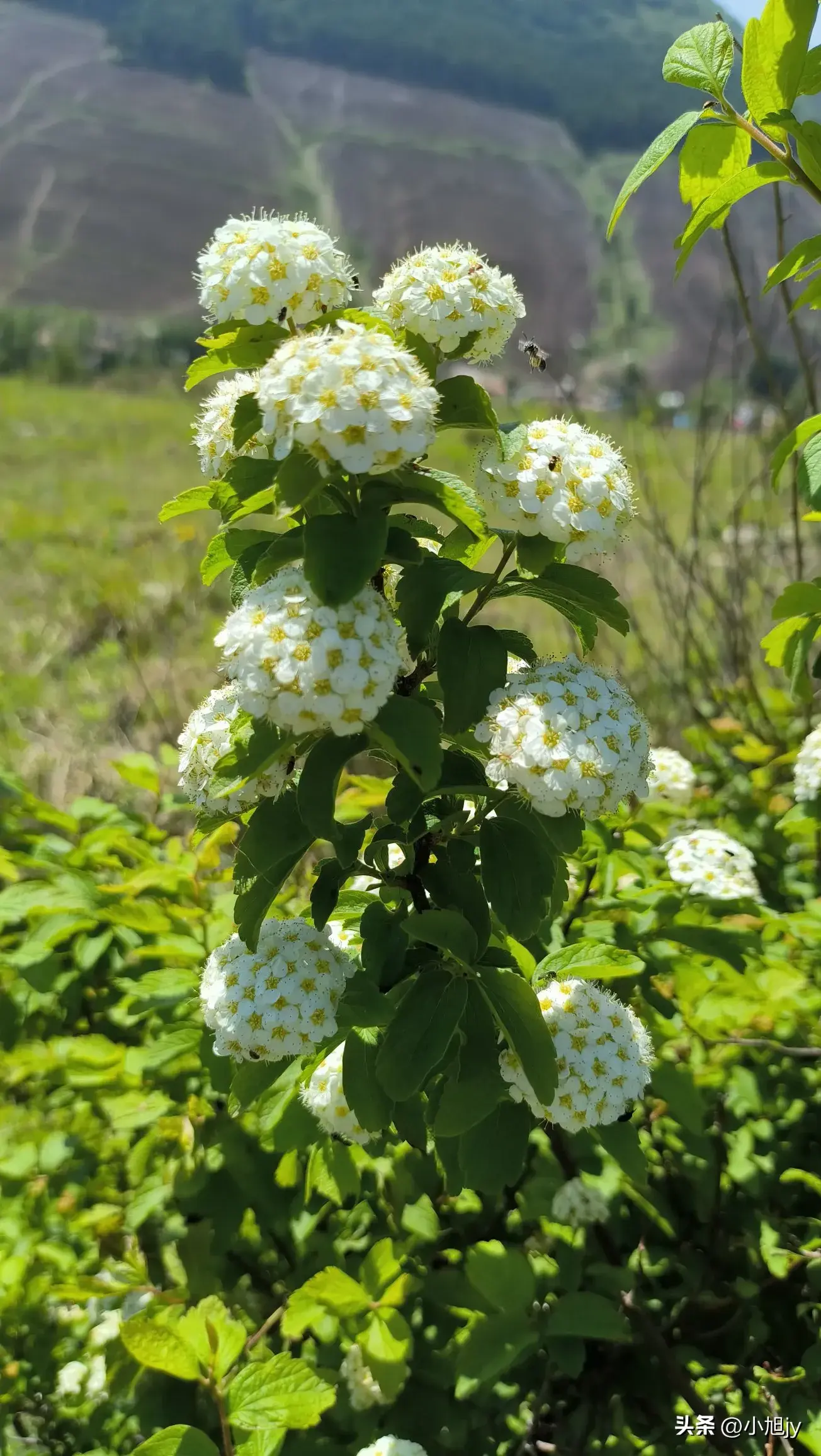 辽宁野生花草集 ㈢｜世界很奇妙，来看看这70种有趣的野生花草