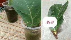 用一片叶子能繁殖琴叶榕？这些植物可以水培生根，快速养成小盆栽