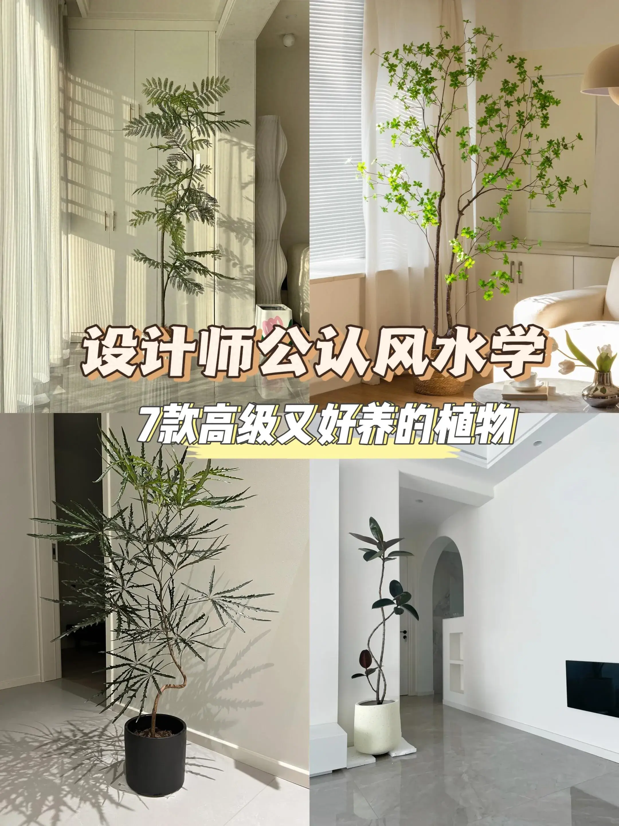 7种植物“命里带财”，喜欢就养几种，个个都有好兆头