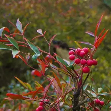 植物百科丨秋冬季 这些山野植物你认识吗！